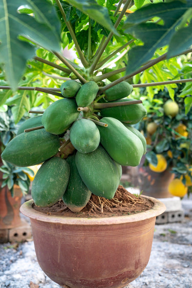 10 DWARF WAIMANALO PAPAYA Solo Hawaiian Carica Fruit Tree Houseplant Seeds